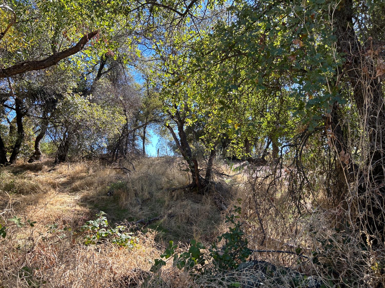 3423 Vallecito Bypass Road Vallecito, CA 95251 - Photo 21 of 37 a backyard of a house with lots of green space