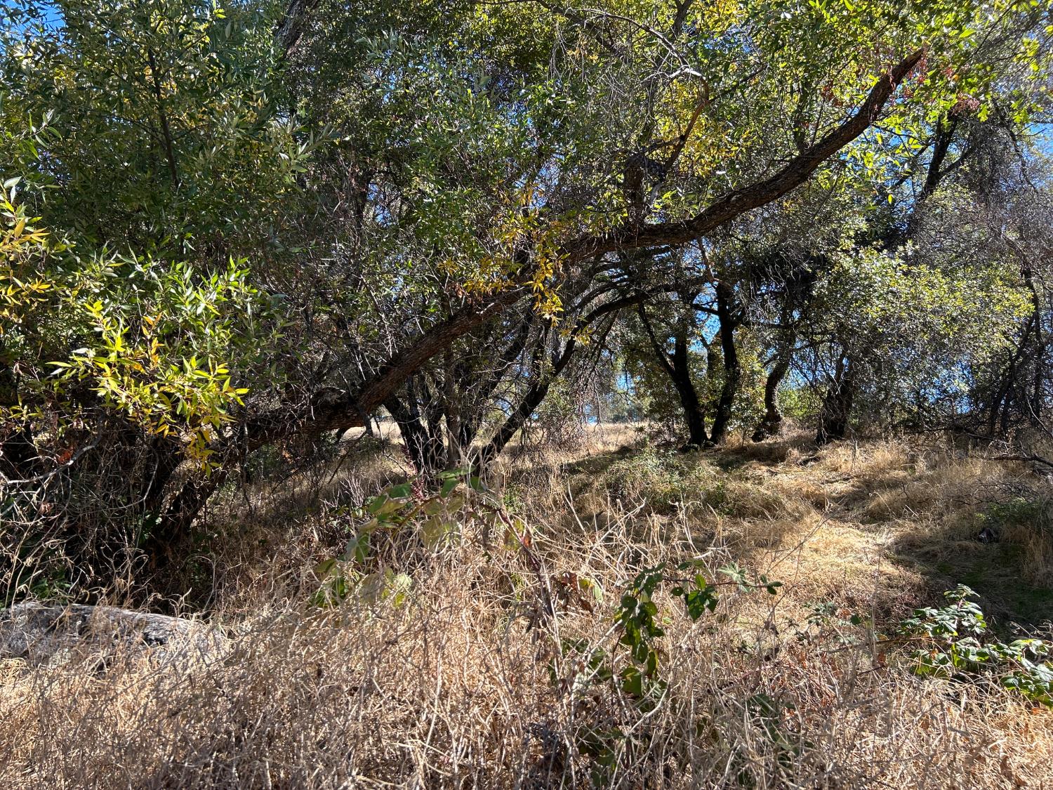 3423 Vallecito Bypass Road Vallecito, CA 95251 - Photo 22 of 37 a view of a tree