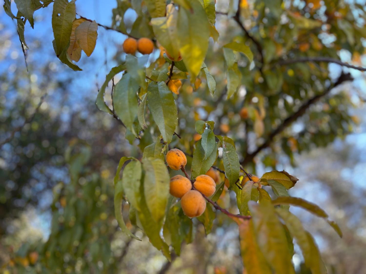 3423 Vallecito Bypass Road Vallecito, CA 95251 - Photo 23 of 37 a view of a tree in a garden