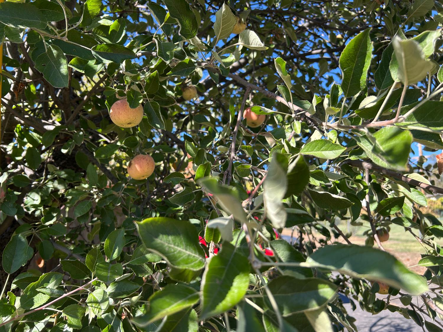 3423 Vallecito Bypass Road Vallecito, CA 95251 - Photo 36 of 37 a view of flowers
