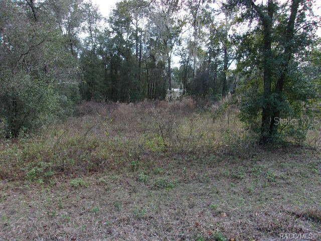a view of a forest with trees in the background