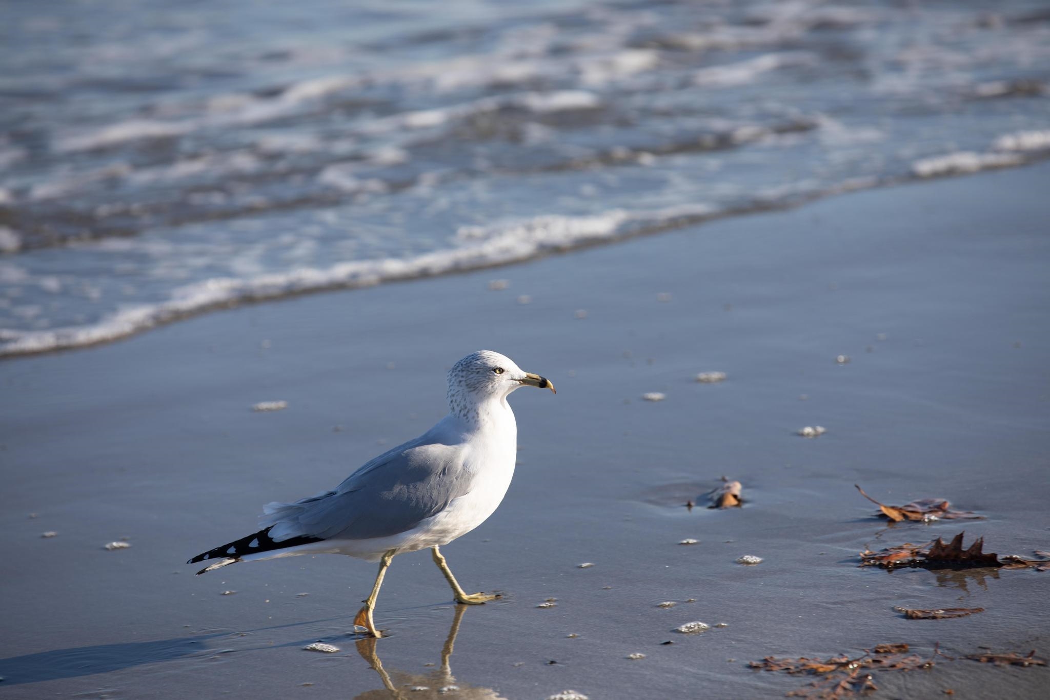 1080 Old Ocean Boulevard, Unit 4 Rye, NH 03870 - Photo 19 of 27