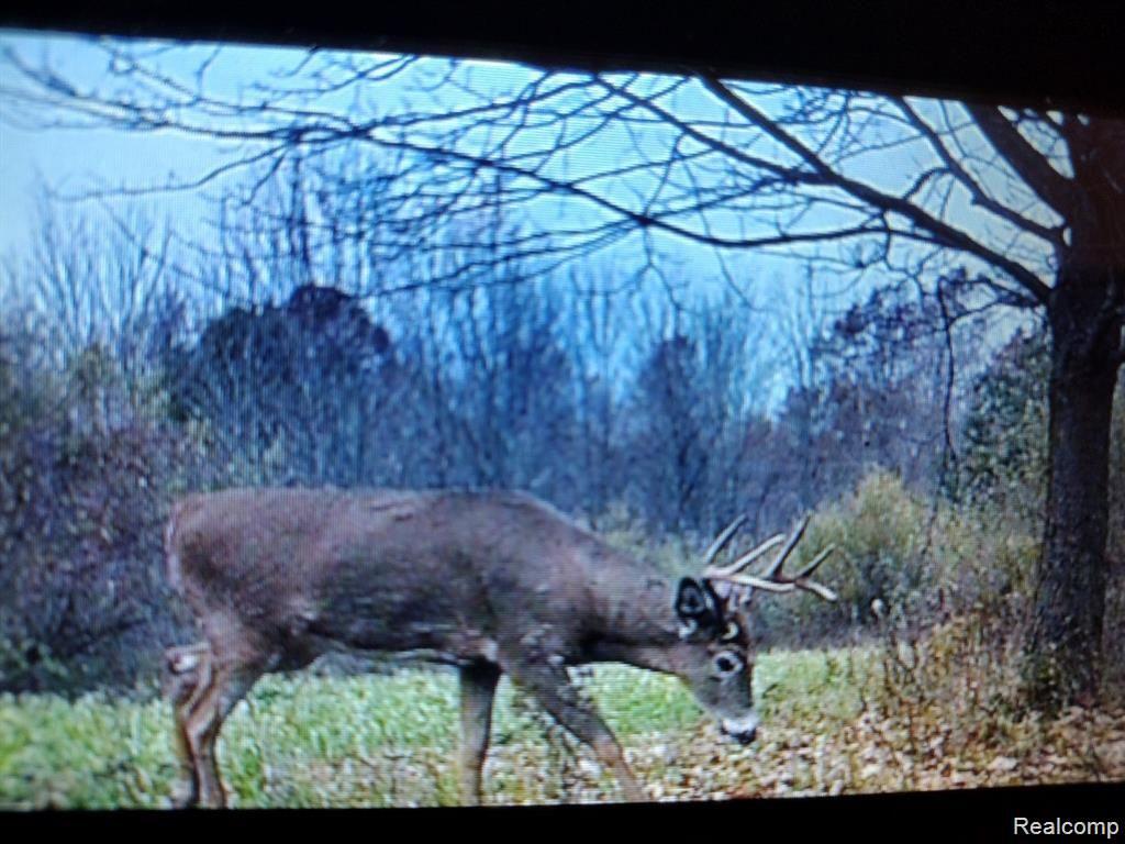 3824 Jefferson Road North Branch, MI 48461 - Photo 47 of 47 Deer on Property (2).jpg