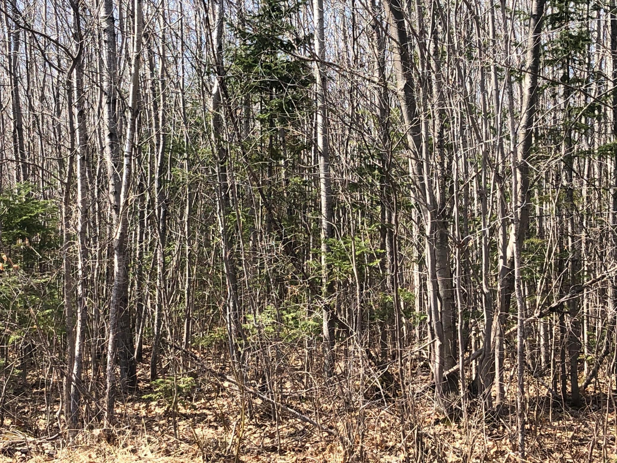 1 Brothers Loop Road Solon Springs, WI 54873 - Photo 11 of 12
