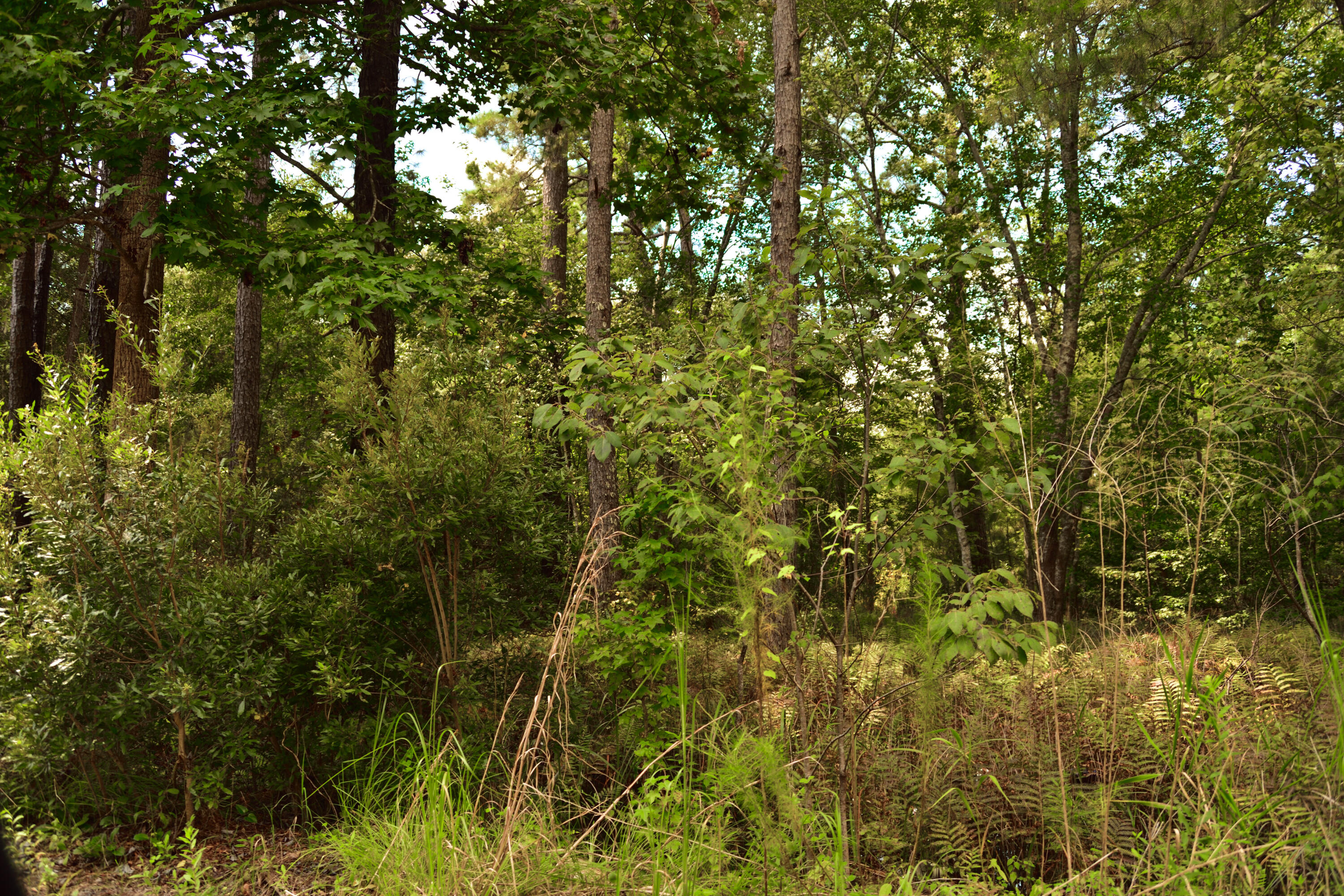 0 Cherry Hill Road Hollywood, SC 29449 - Photo 4 of 7 4