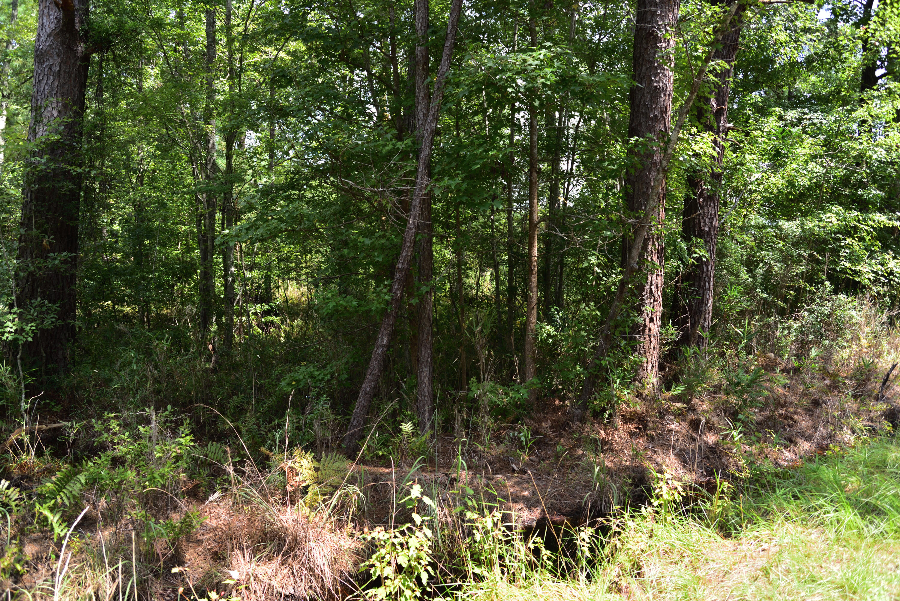 0 Cherry Hill Road Hollywood, SC 29449 - Photo 5 of 7 5