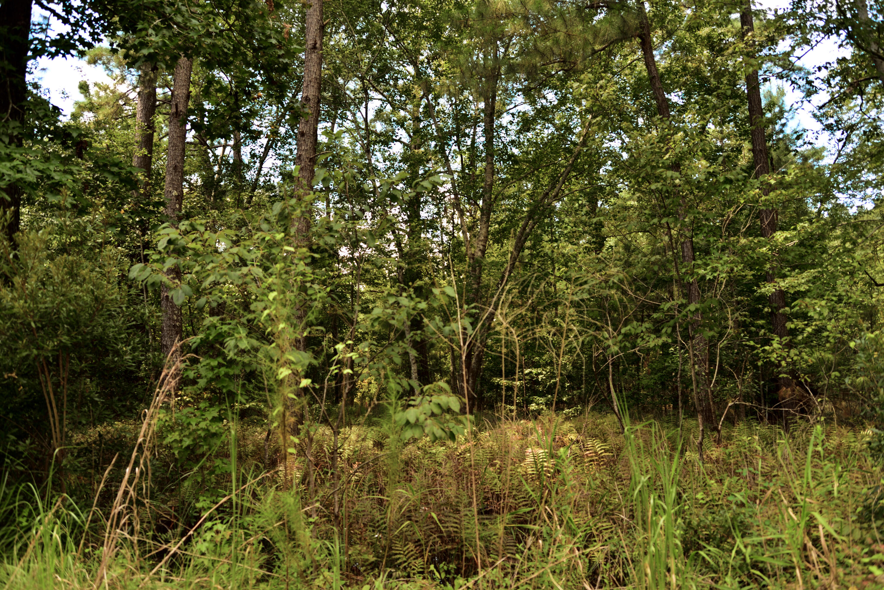 0 Cherry Hill Road Hollywood, SC 29449 - Photo 6 of 7 6