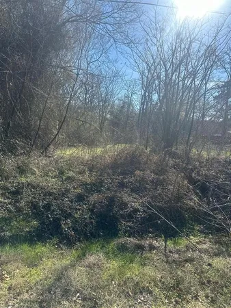 a view of a tree in the middle of a yard