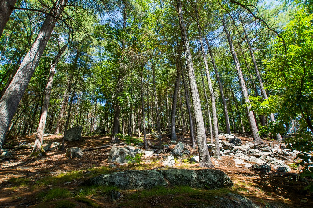 46 Algonquin Road Canton, MA 02021 - Photo 11 of 30 a view of tree
