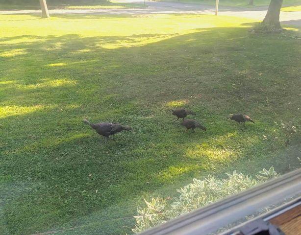 202 2nd Avenue North Frederic, WI 54837 - Photo 50 of 57