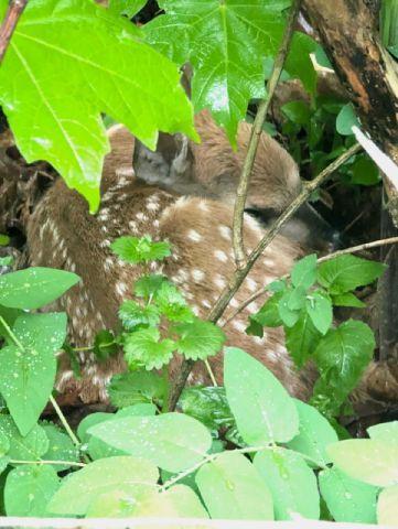 202 2nd Avenue North Frederic, WI 54837 - Photo 52 of 57