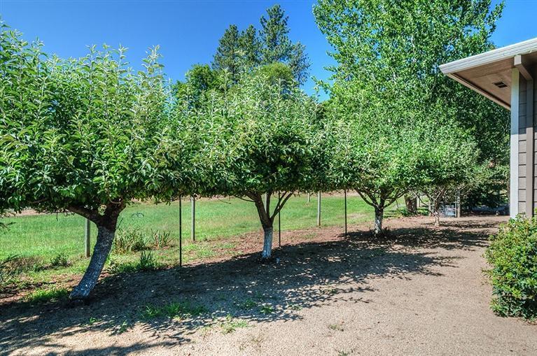 4866 Upper Applegate Road Jacksonville, OR 97530 - Photo 28 of 31 Several apple trees on the side of the h
