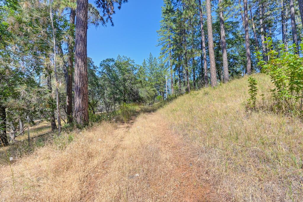 24316 Timber Ridge Drive Auburn, CA 95602 - Photo 11 of 30 a view of a yard with plants and trees