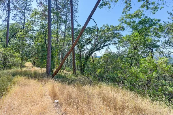 a view of a yard with plants and trees