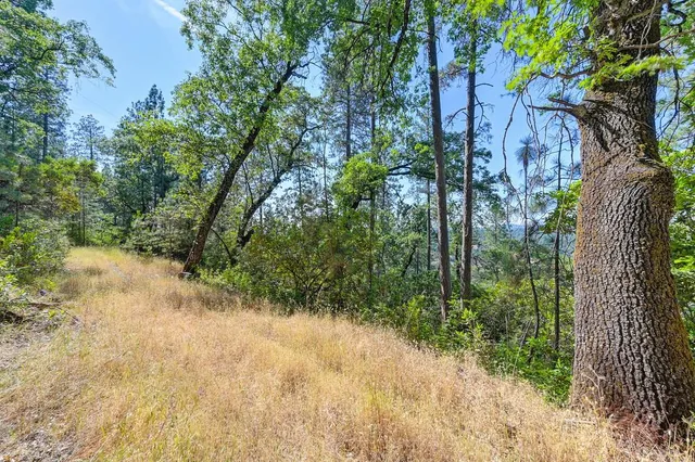 a view of a yard with plants and tree