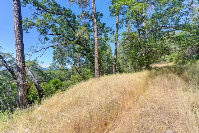 a view of a forest with trees in the background