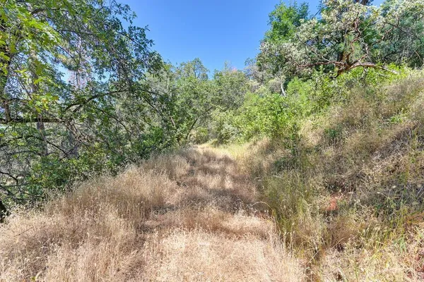 a view of a yard with plants and trees