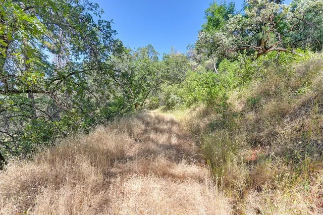 a view of a yard with plants and trees