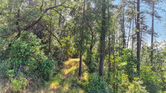 a view of a lush green forest