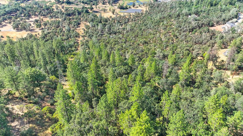24316 Timber Ridge Drive Auburn, CA 95602 - Photo 20 of 30 a view of a lush green forest with lots of trees