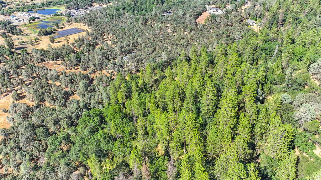 24316 Timber Ridge Drive Auburn, CA 95602 - Photo 21 of 30 a view of a yard with plants