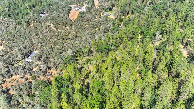 a view of a lush green forest with a tree