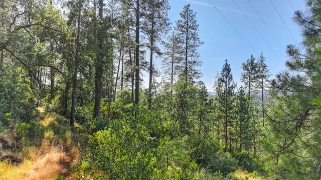 a view of a yard with a tree