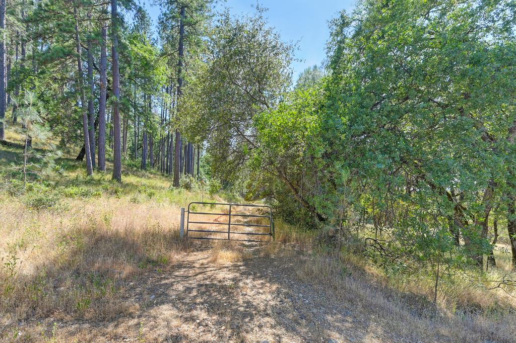 24316 Timber Ridge Drive Auburn, CA 95602 - Photo 6 of 30 a view of outdoor space and yard