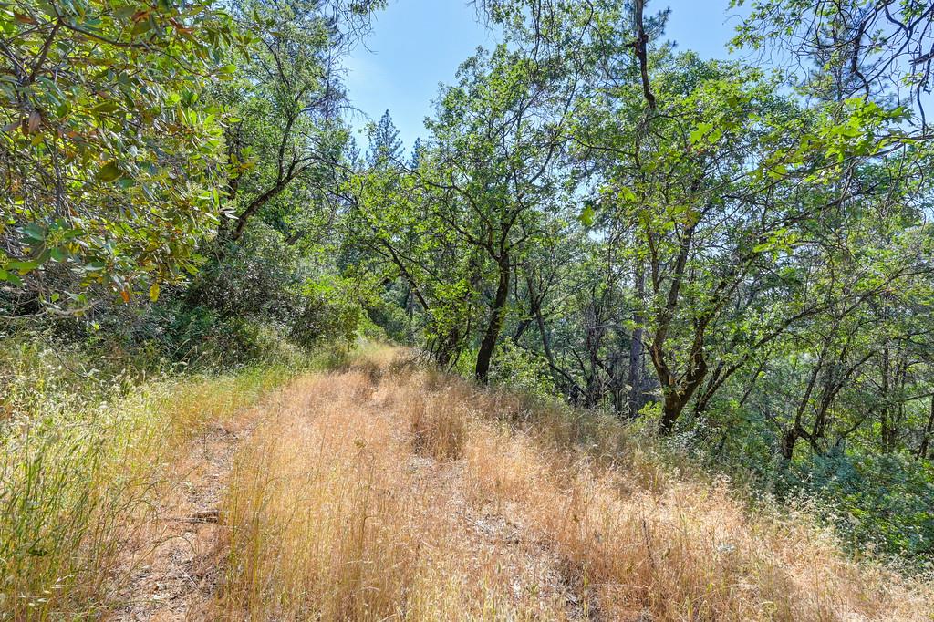 24316 Timber Ridge Drive Auburn, CA 95602 - Photo 7 of 30 a view of a yard with plants and wooden fence