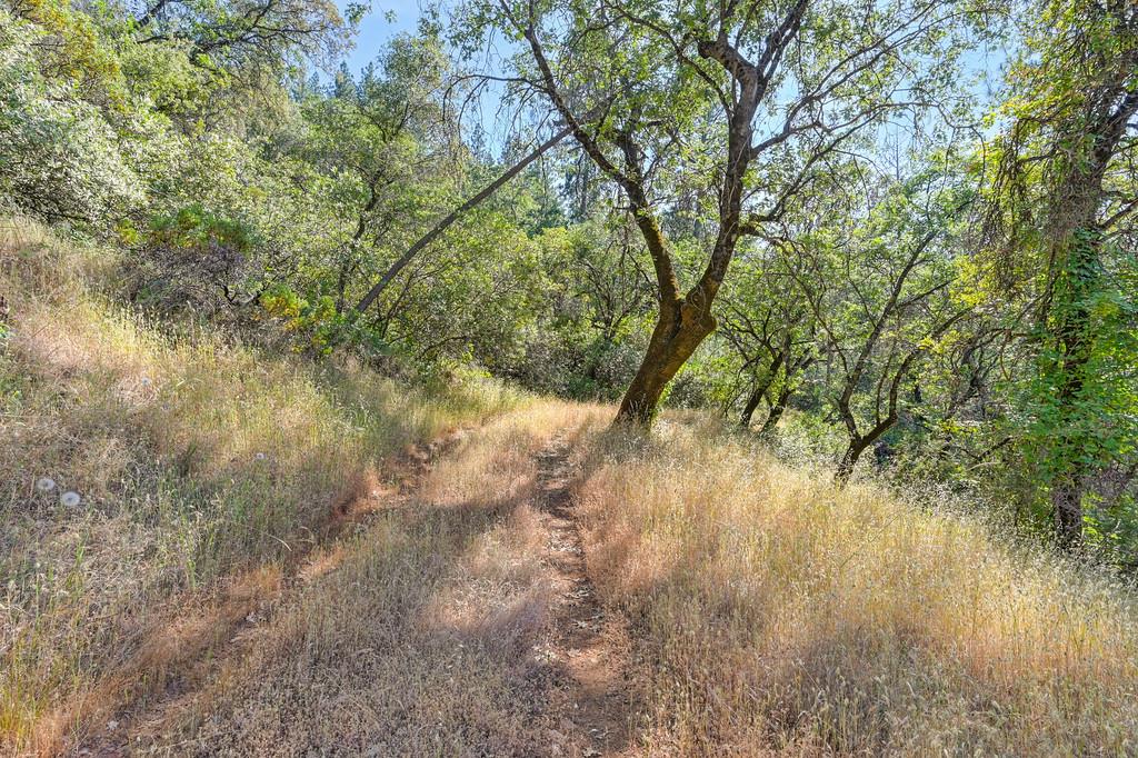 24316 Timber Ridge Drive Auburn, CA 95602 - Photo 8 of 30 a view of forest