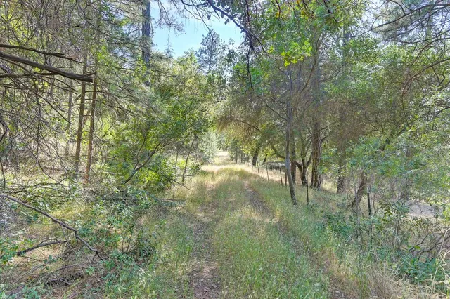a view of a yard with plants and trees