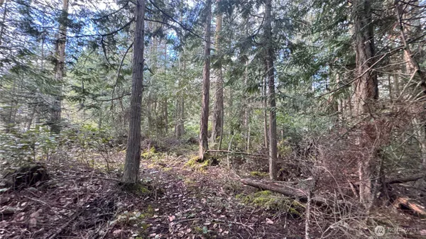a view of a forest with trees