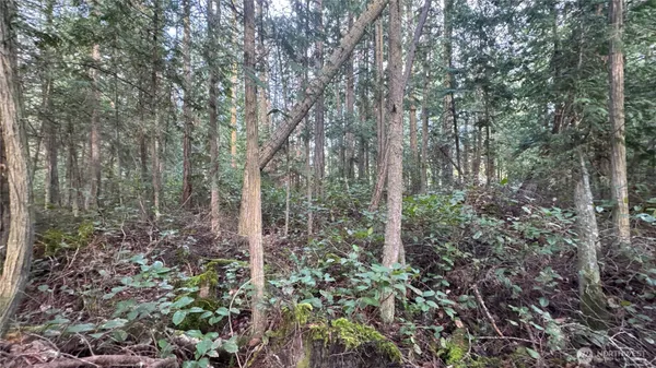 a view of forest