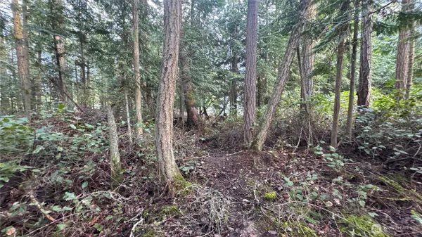 a view of a forest with trees