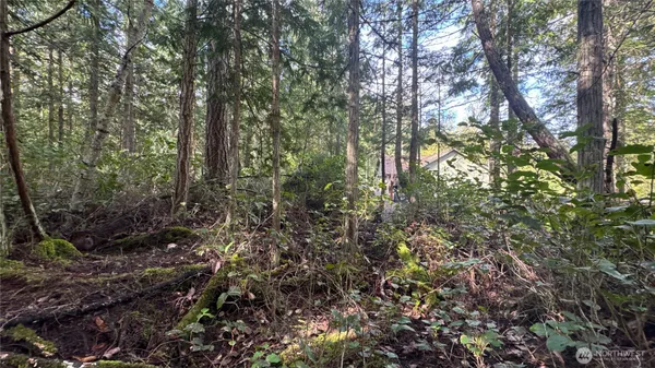 a view of a forest with trees in front of it