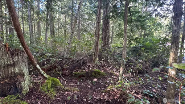 a view of a forest with trees
