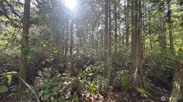 a view of forest