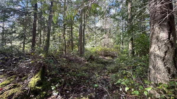 a view of a forest with a tree