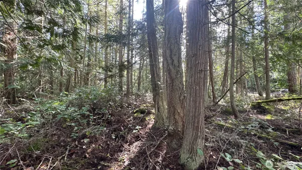 a view of a forest with trees