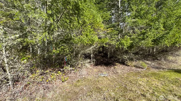 a view of a yard with plants and tree