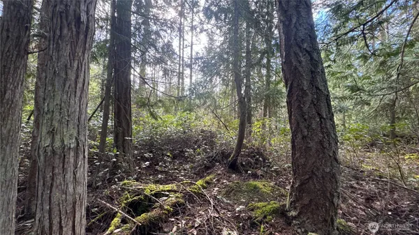 a view of forest