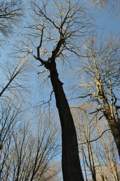 357 Sam Reed Road Northwest Floyd, VA 24091 - Photo 83 of 105 DSC_0538