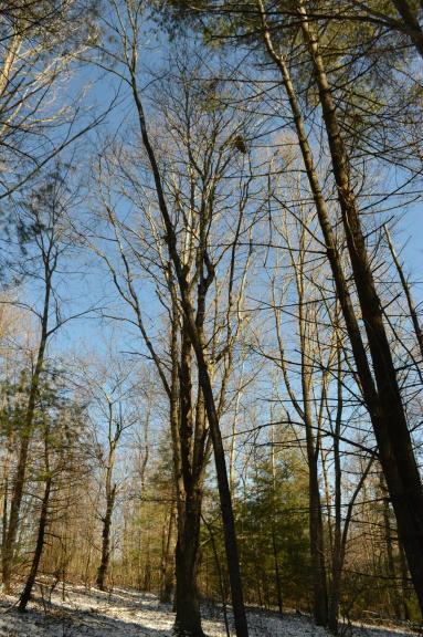 357 Sam Reed Road Northwest Floyd, VA 24091 - Photo 84 of 105 a backyard of a house with lots of green space