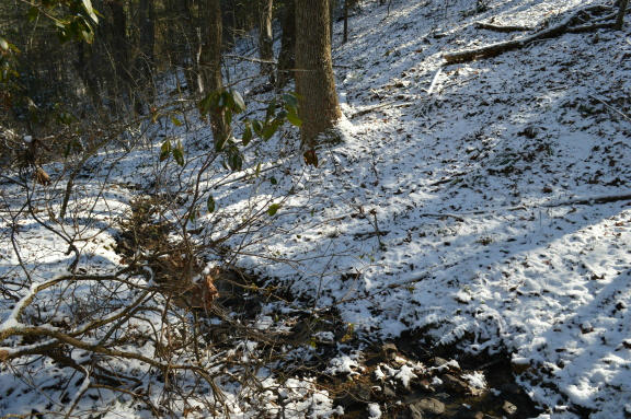 357 Sam Reed Road Northwest Floyd, VA 24091 - Photo 85 of 105 a view of a forest with a tree