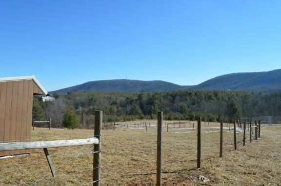 357 Sam Reed Road Northwest Floyd, VA 24091 - Photo 89 of 105 a view of a forest filled with trees