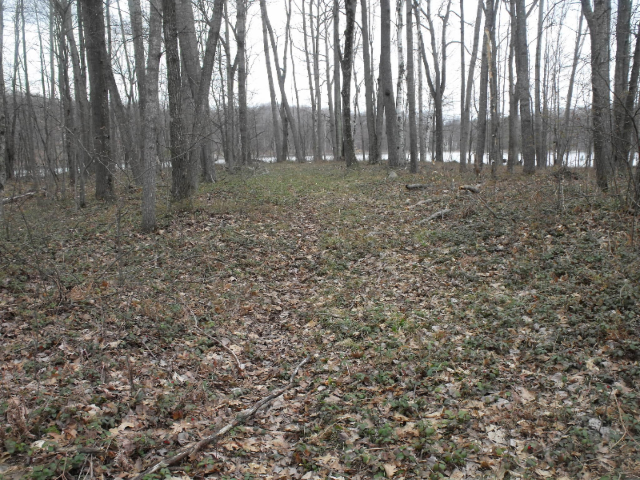 Lot 335 Alpine Drive Reed City, MI 49677 - Photo 11 of 34 DSCF9444