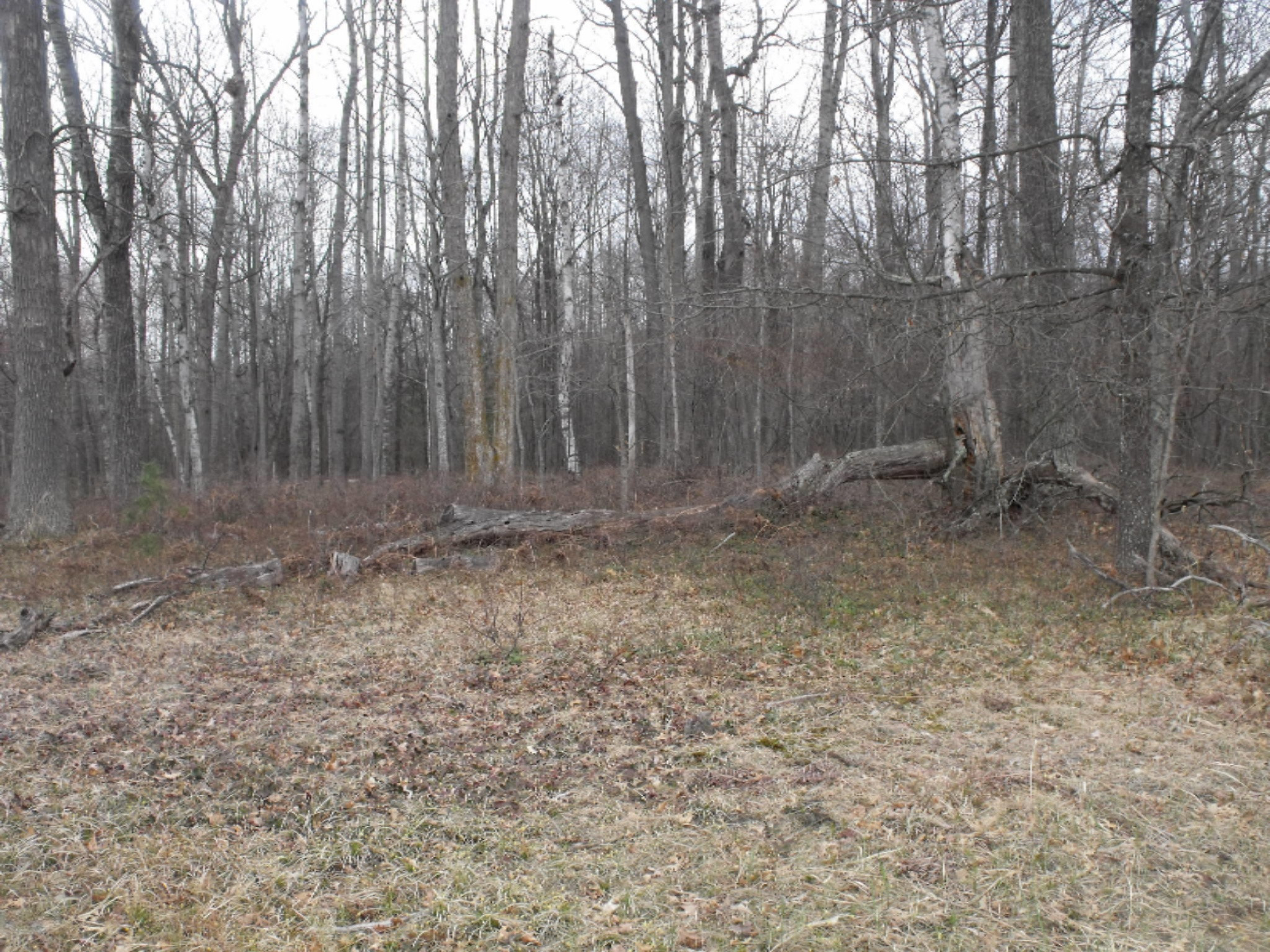 Lot 335 Alpine Drive Reed City, MI 49677 - Photo 21 of 34 DSCF9460