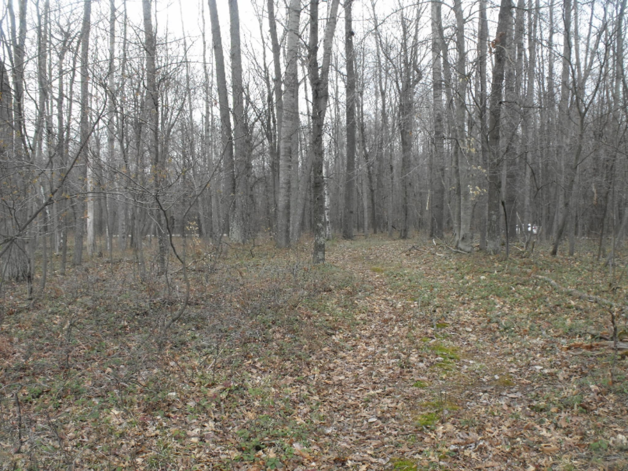 Lot 335 Alpine Drive Reed City, MI 49677 - Photo 24 of 34 DSCF9463