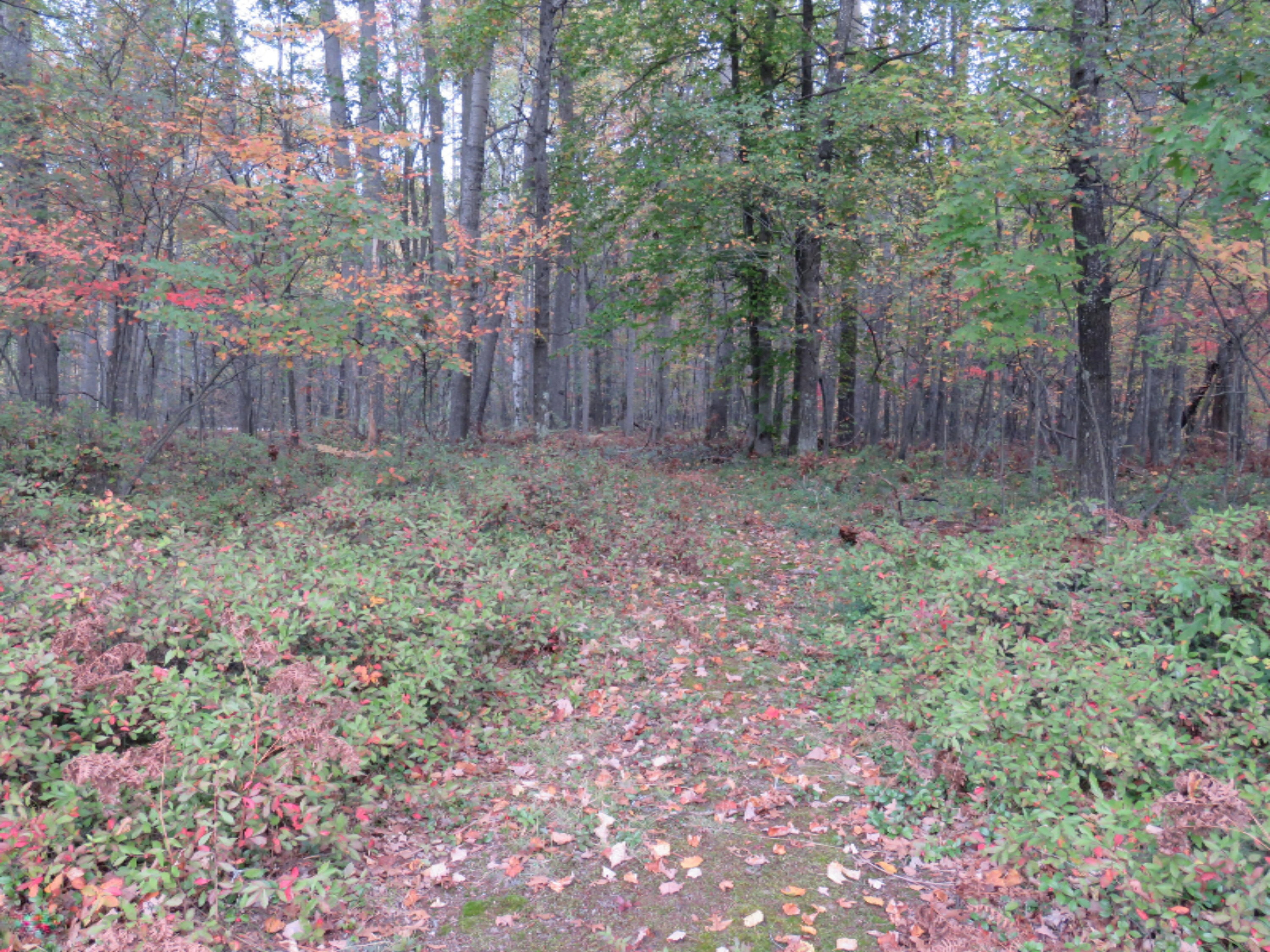 Lot 335 Alpine Drive Reed City, MI 49677 - Photo 5 of 34 lot 335 Alpine dr pic 8