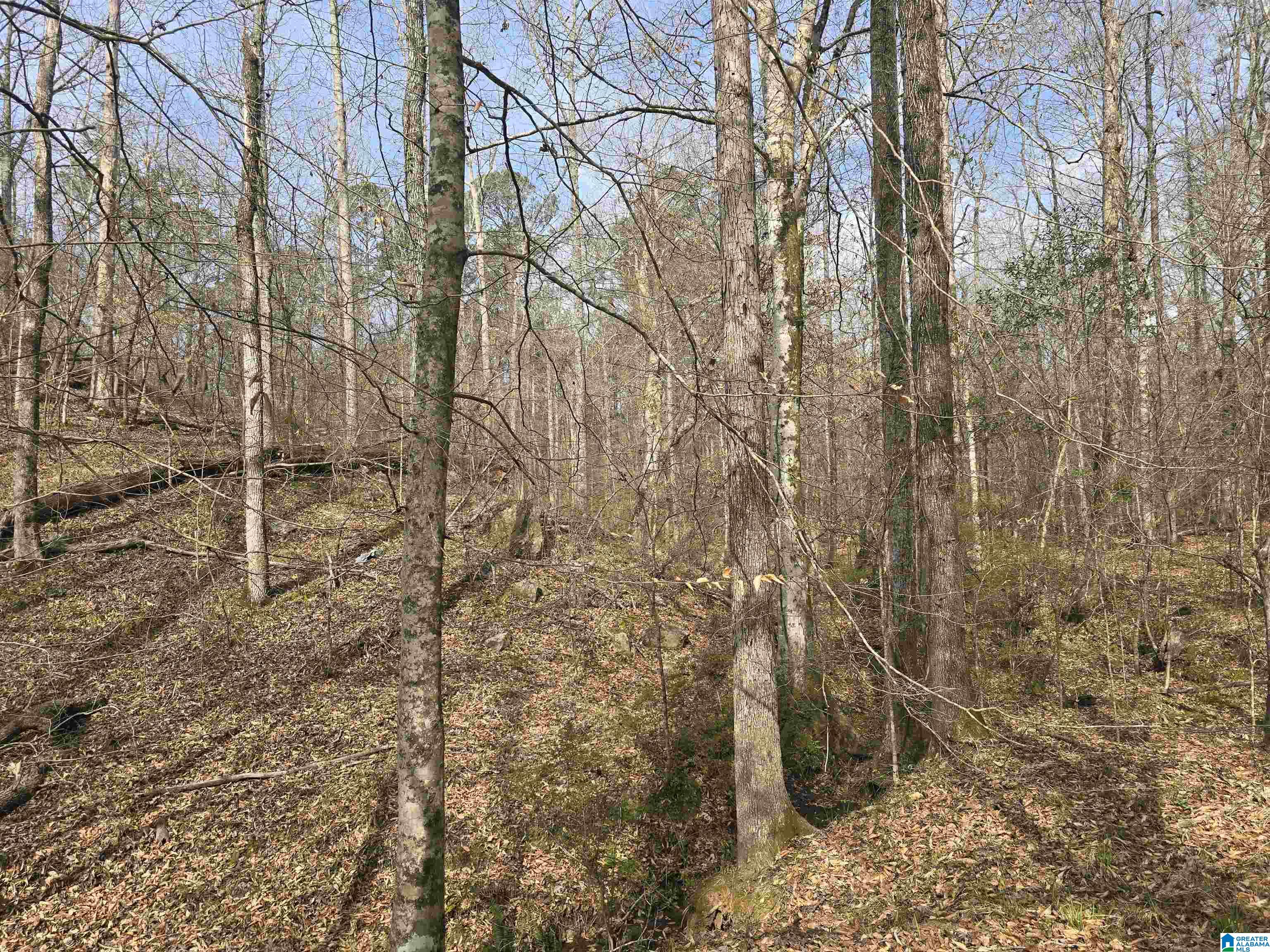 354 Springwell Road Rockford, AL 35136 - Photo 11 of 68